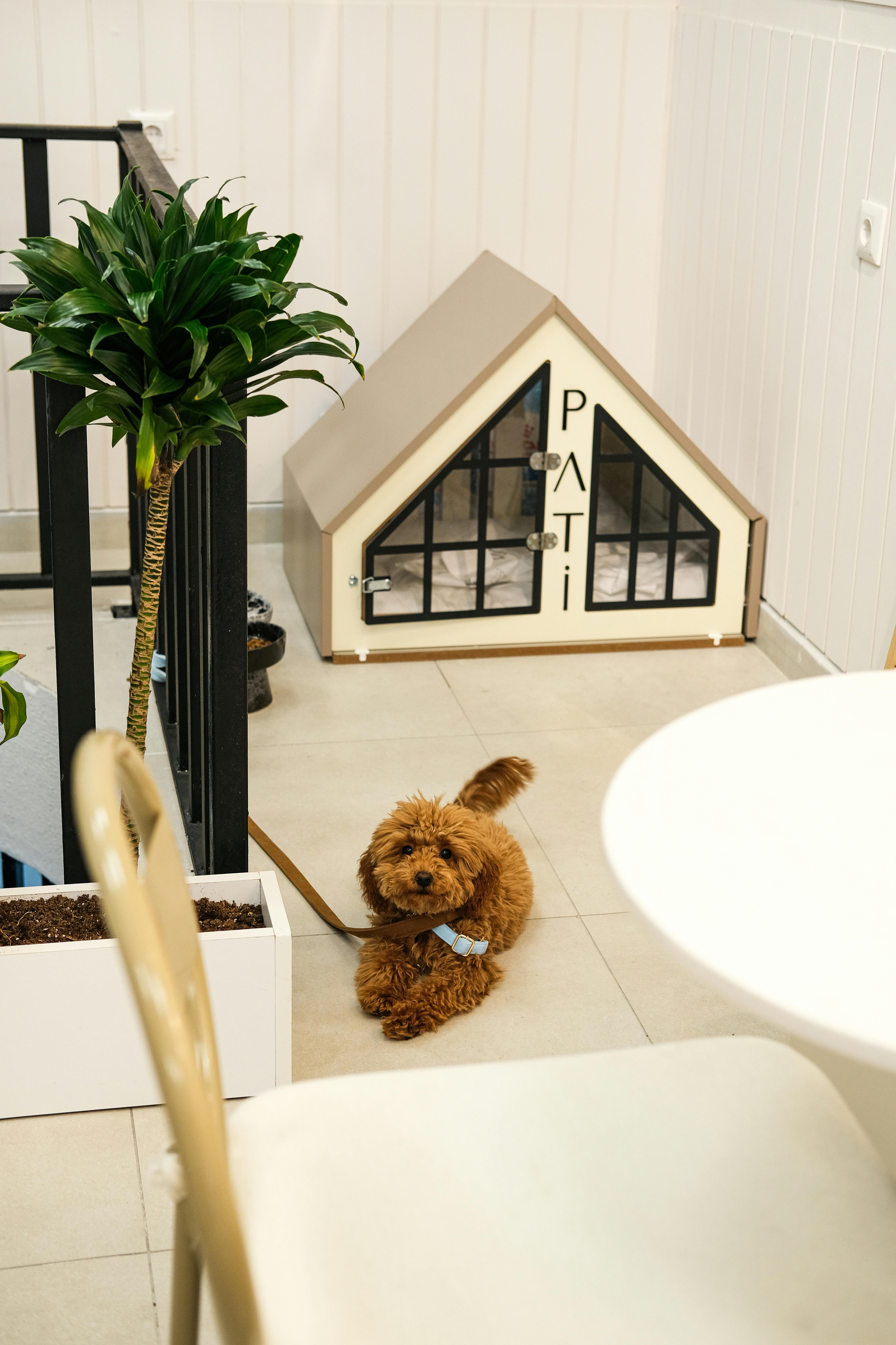 A bustling pet store showcasing various pet products and services