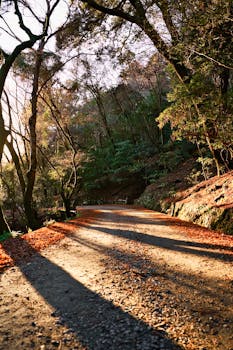 Experience the serene beauty of a sunlit autumn path in Nara Park, Japan, surrounded by vibrant foliage.