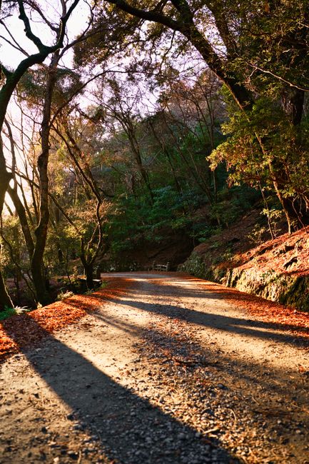 Experience the serene beauty of a sunlit autumn path in Nara Park, Japan, surrounded by vibrant foliage.