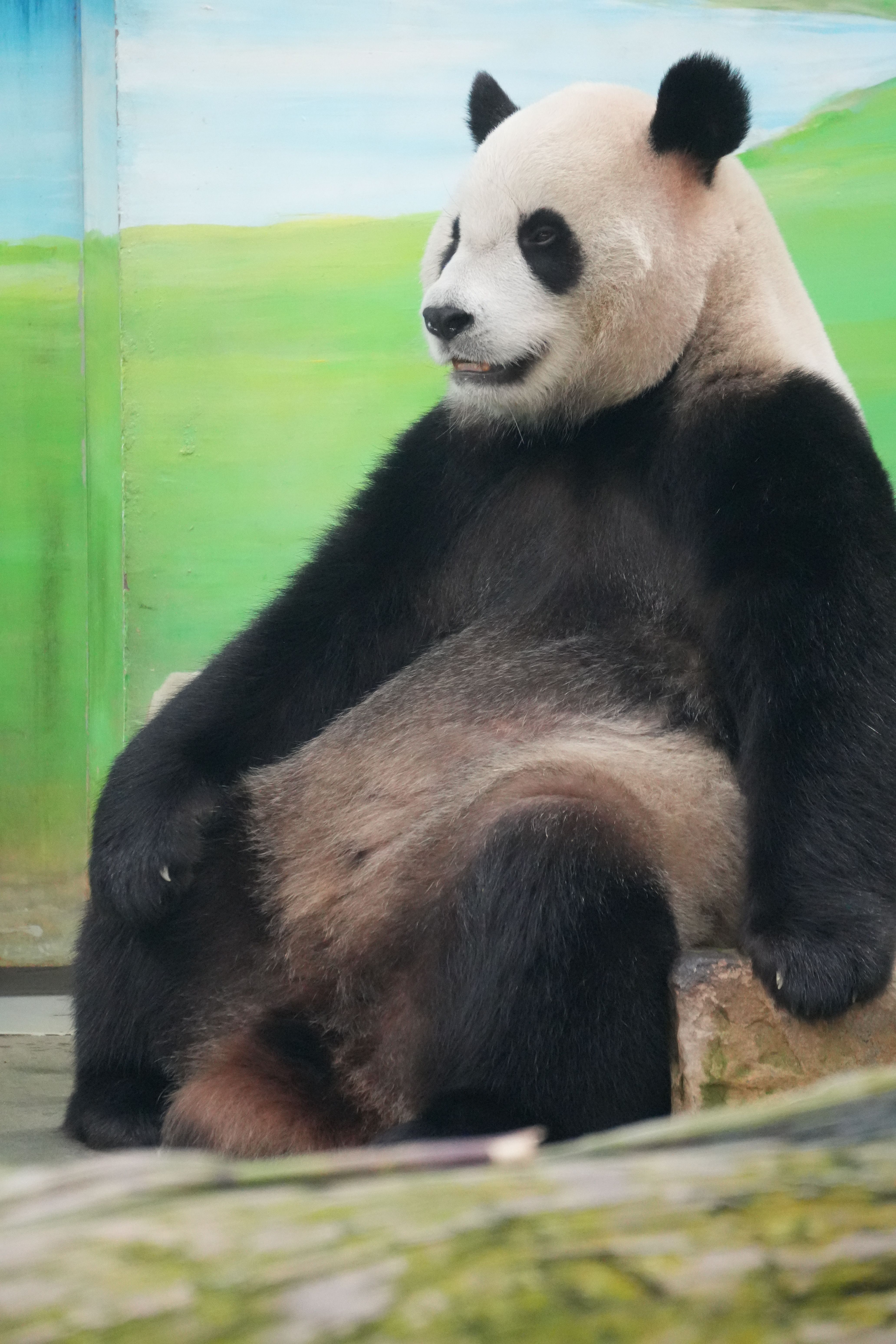 Close-up of a giant panda relaxing in a zoo setting, showcasing its natural black and white fur and calm demeanor.