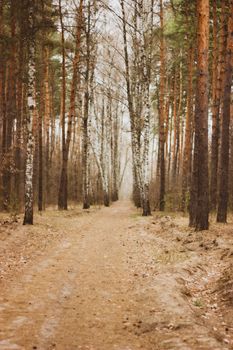 Tranquil forest path lined with towering pines and birch trees in a serene woodland setting.