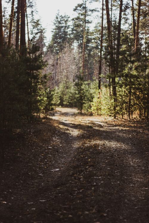 Free A serene dirt path leading through a sunlit forest surrounded by tall trees. Stock Photo