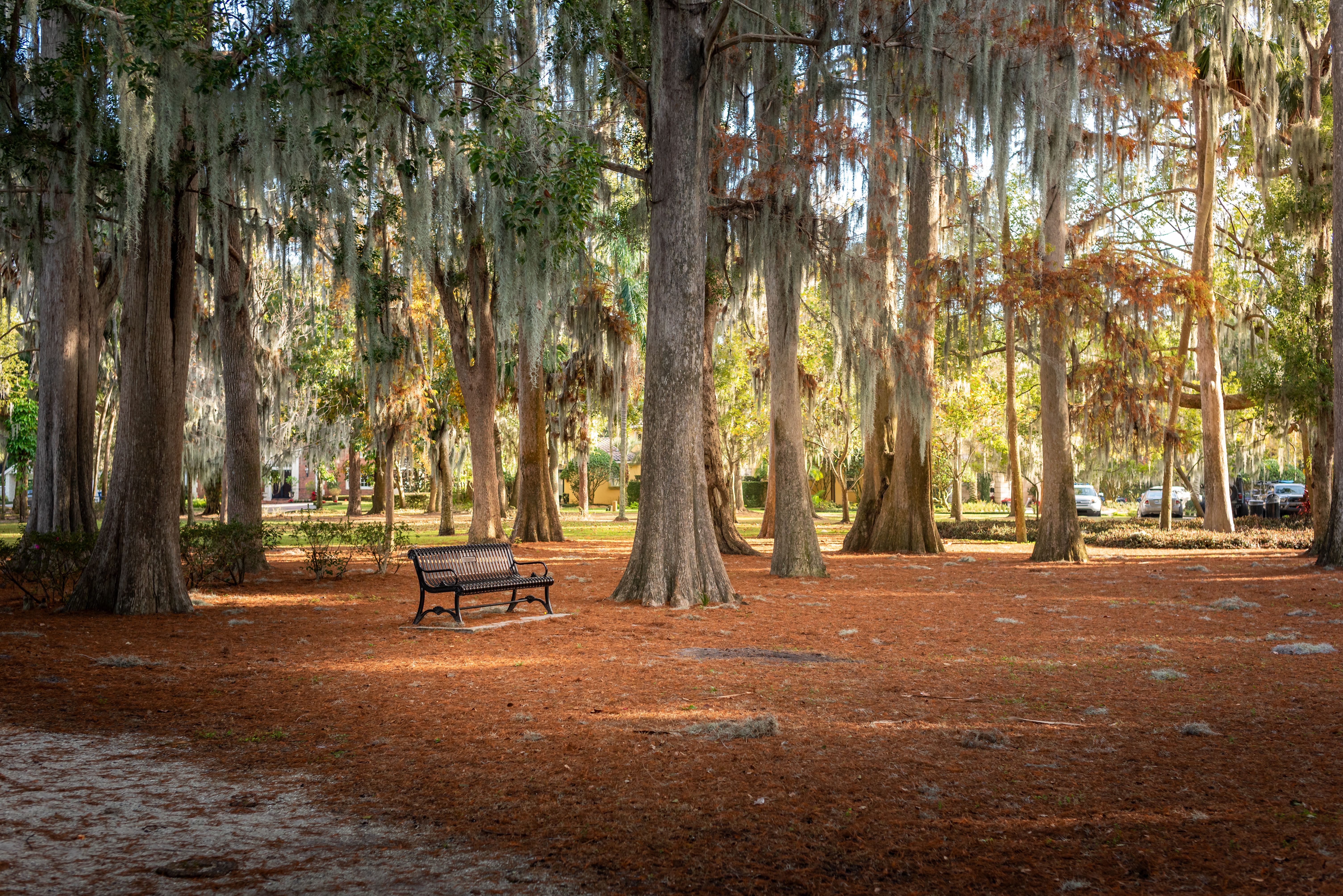 tranquil-azalea-park-scene-in-florida-free-stock-photo