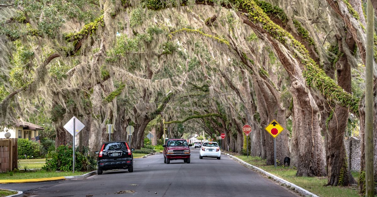 Tranquil street lined with oak trees draped in Spanish moss in St. Augustine, Florida.