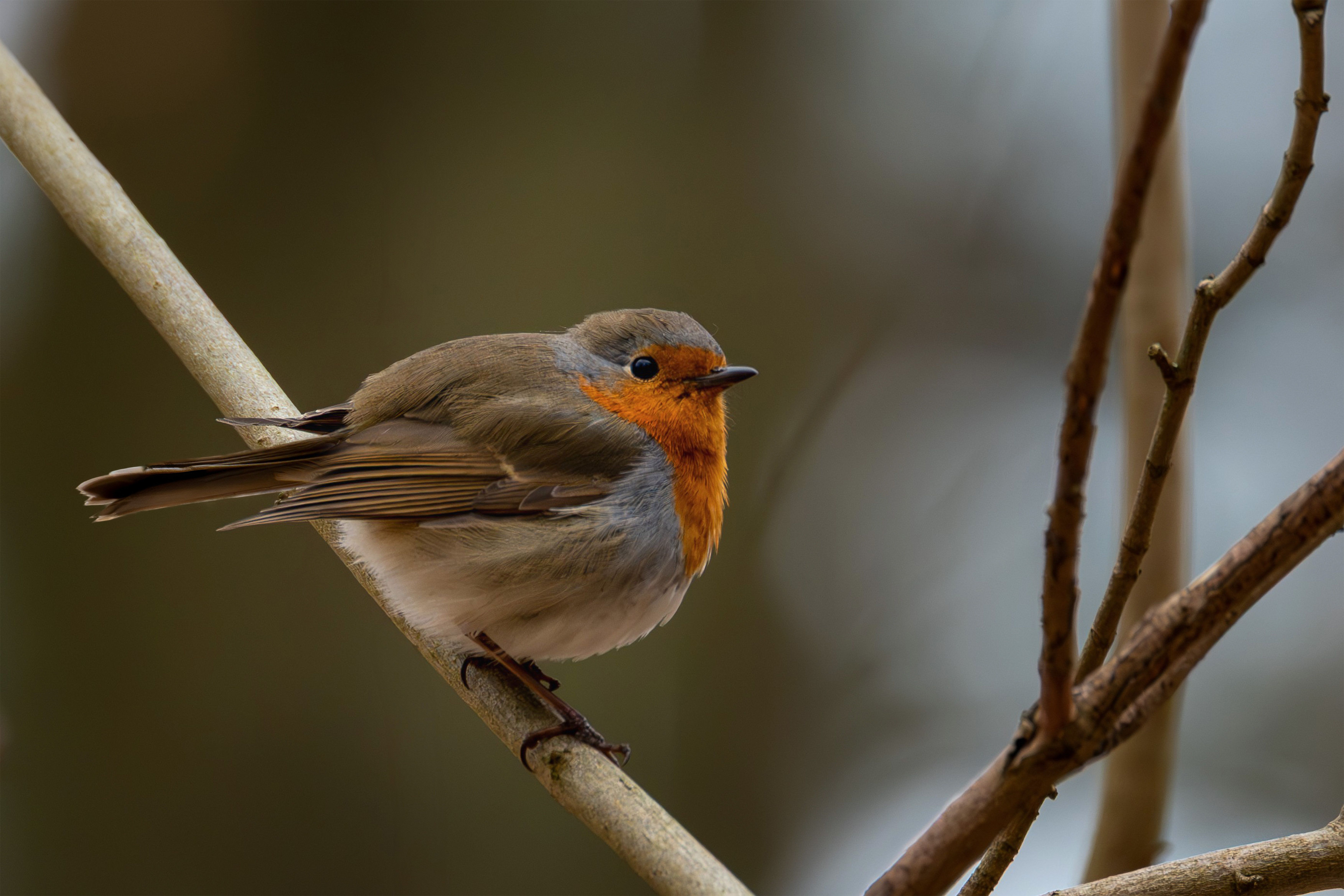 Close-up of a European robin (Erithacus rubecula) on a tree branch in a forest setting.