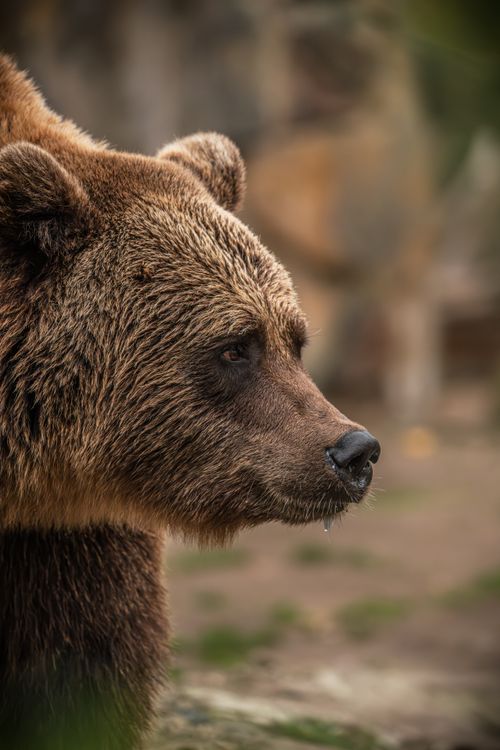 Free Close-up of a grizzly bear in the wild, showcasing its majestic presence. Stock Photo