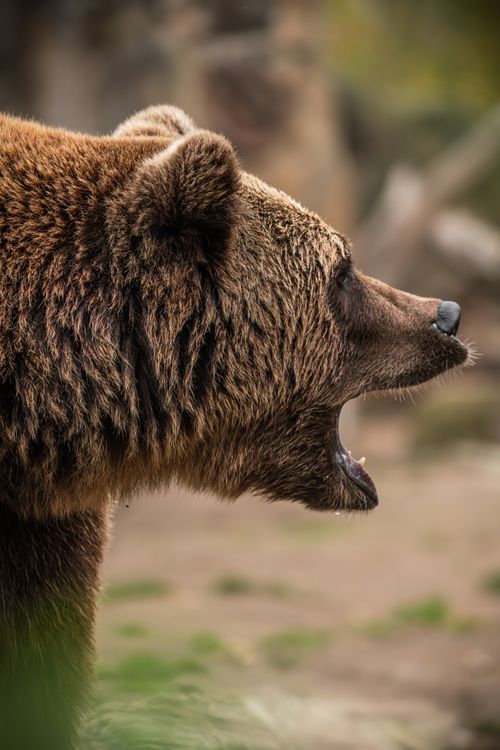 Free A powerful grizzly bear roars in its natural habitat, the wilderness. Stock Photo