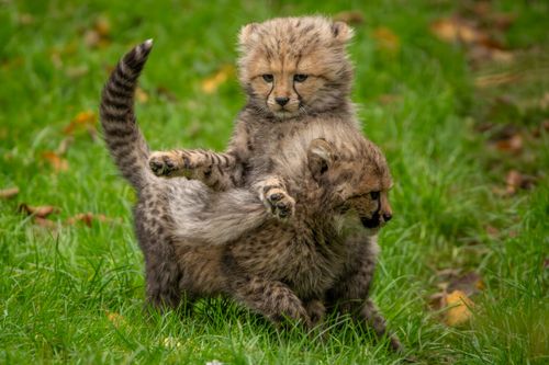 Free Adorable cheetah cub siblings frolicking on a lush green field, showcasing their playful nature. Stock Photo