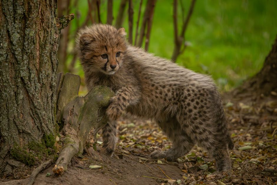 The Cheetah Index Report: How India’s Startup Landscape Has Transformed In Just Five Years The Cheetah Index Report: How India’s Startup Landscape Has Transformed In Just Five Years