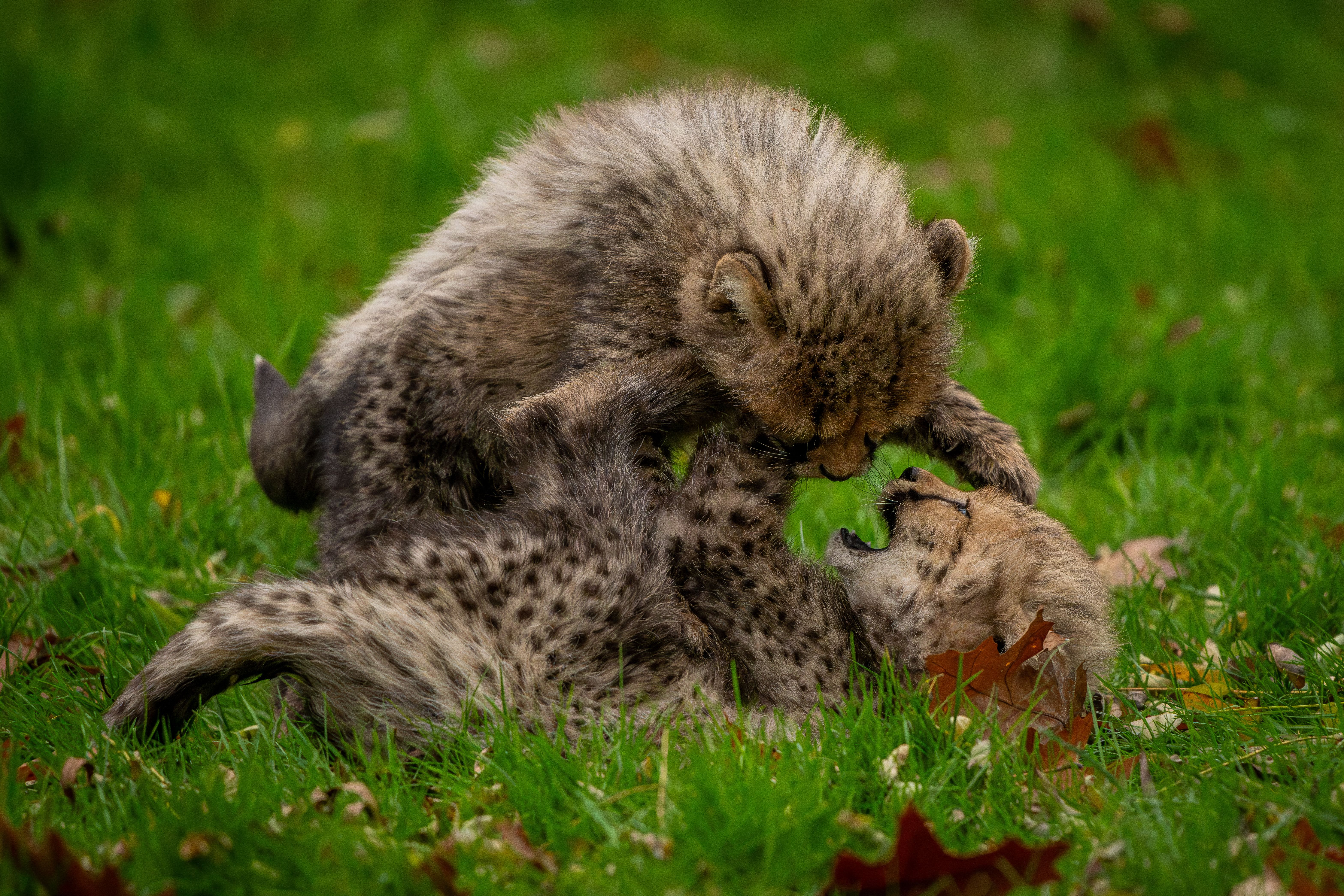 Kuno Cheetah Cubs Born