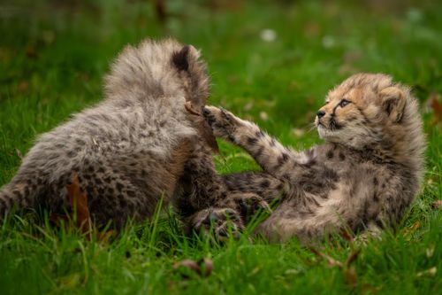 Free Two cheetah cubs playfully interacting on a grassy field. Captured in a natural outdoor setting. Stock Photo