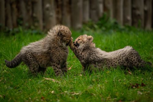 Free Two adorable baby cheetahs play together on the grass, showcasing their charming and curious nature. Stock Photo