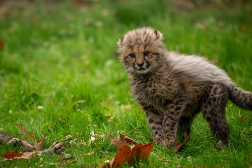 Free Cute baby cheetah exploring grassy terrain, showcasing wild beauty. Stock Photo