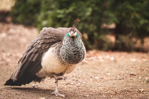 Free A wild female peacock standing on one leg in a Jönköping park, surrounded by greenery. Stock Photo