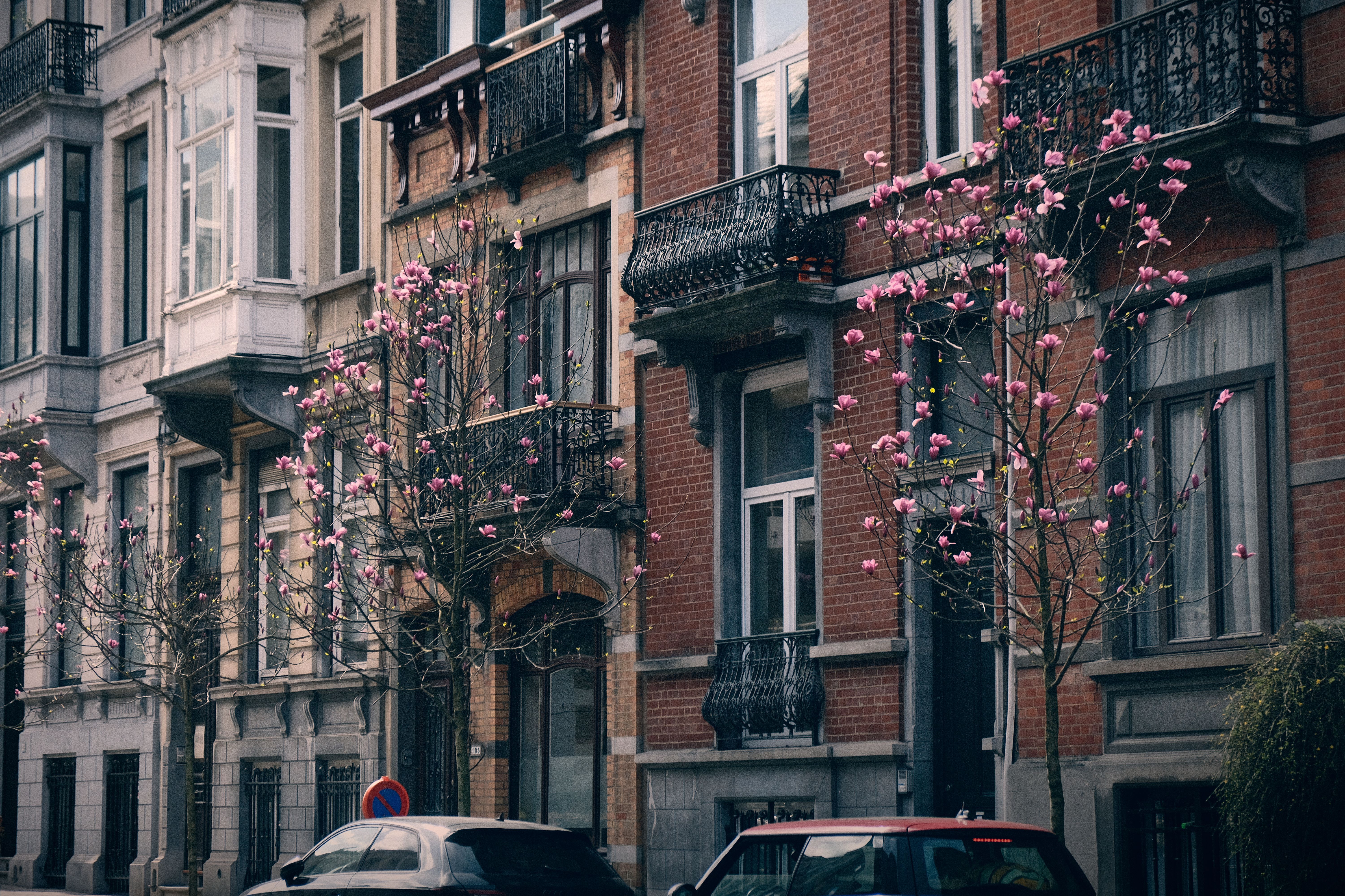 Magnolia