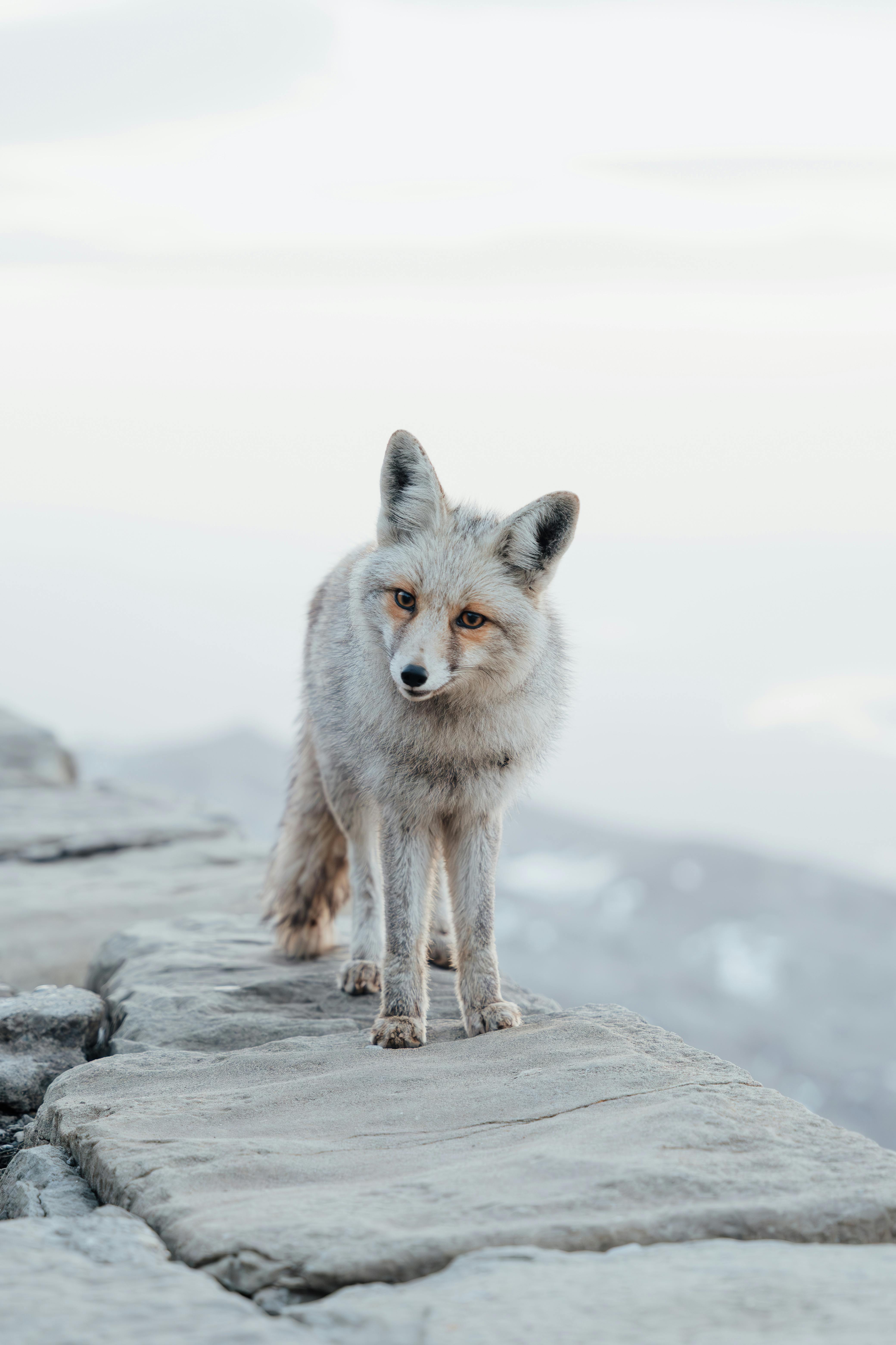 Arctic fox standing on a stone path with a serene winter backdrop.