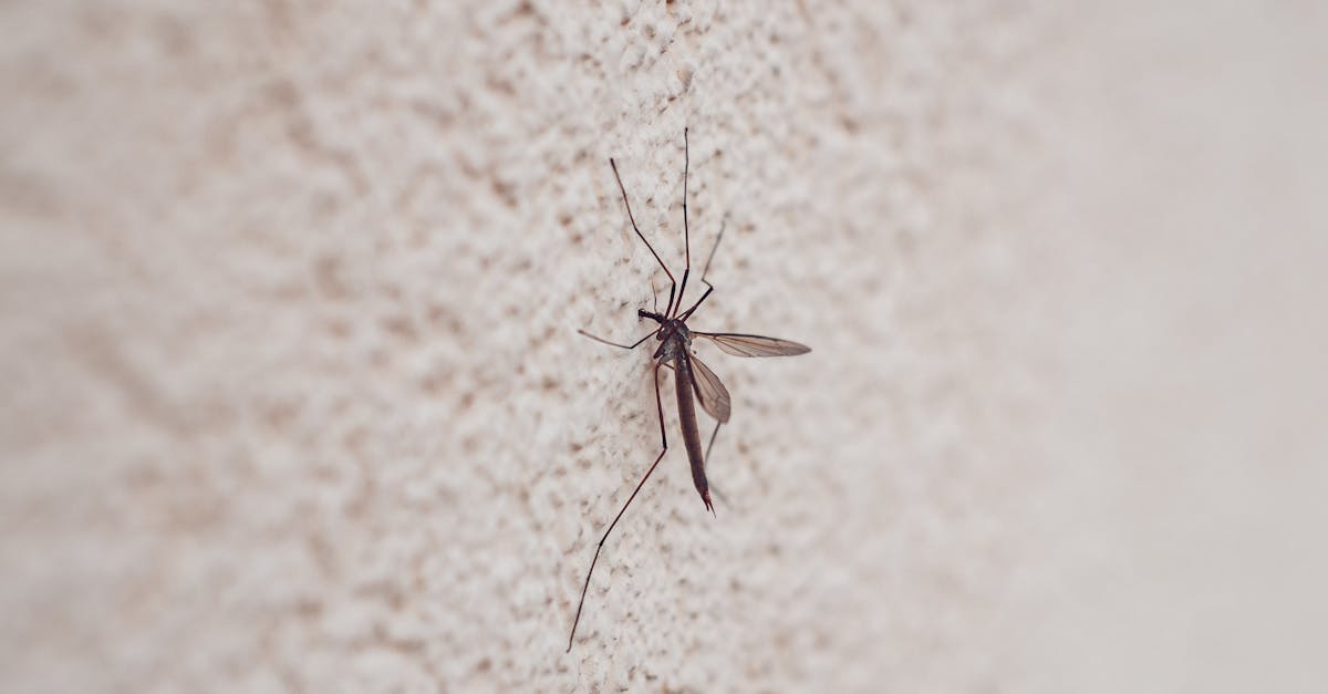 Why Does Climate Change Influence Dengue Spread