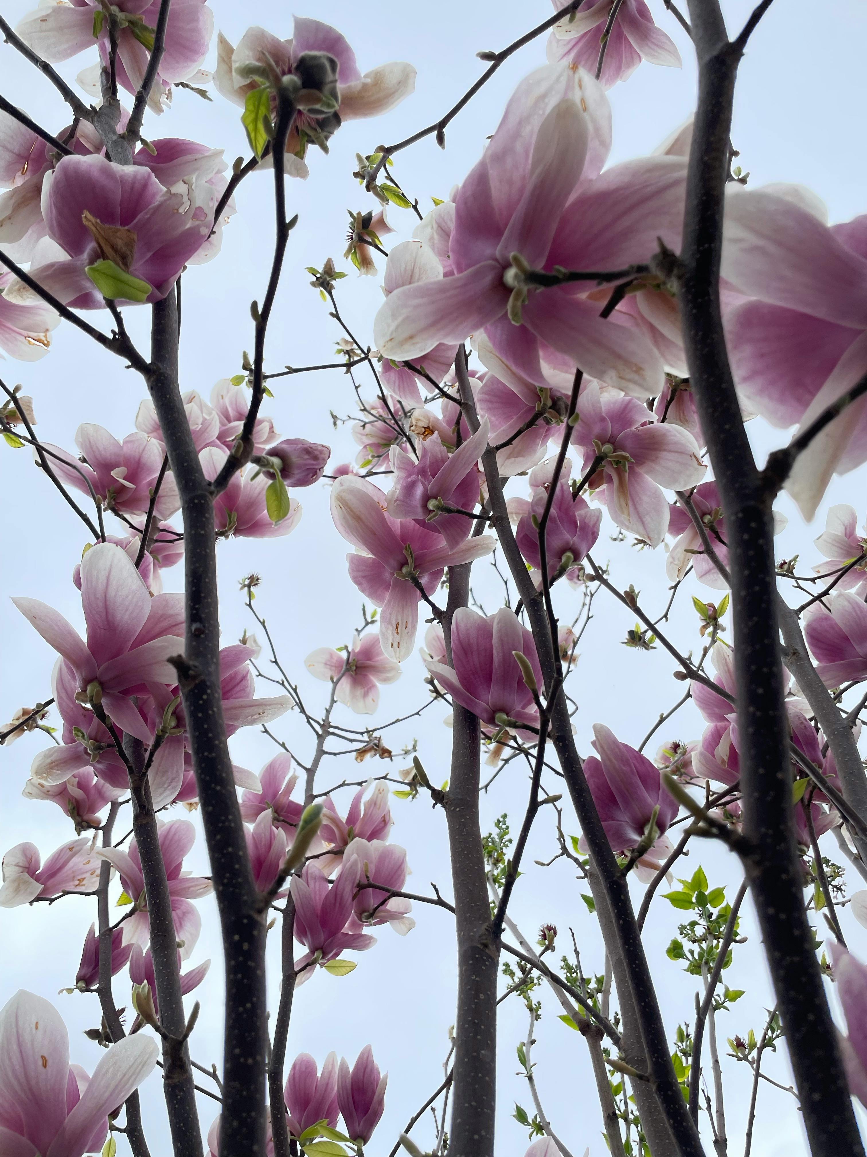 Plugaru Plugaru - Photography