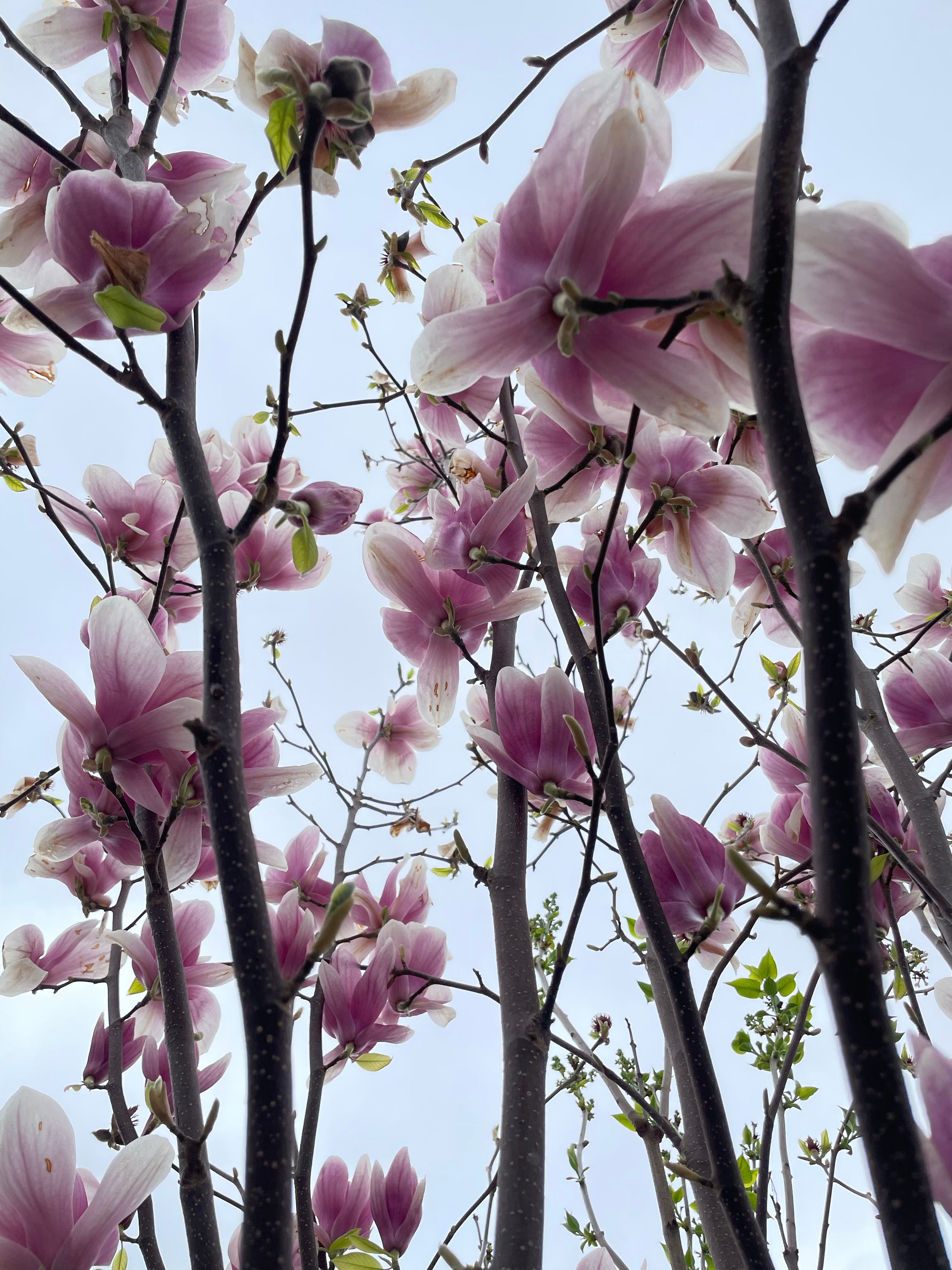 Free Stunning pink magnolia flowers blooming on a clear day, viewed from below. Stock Photo
