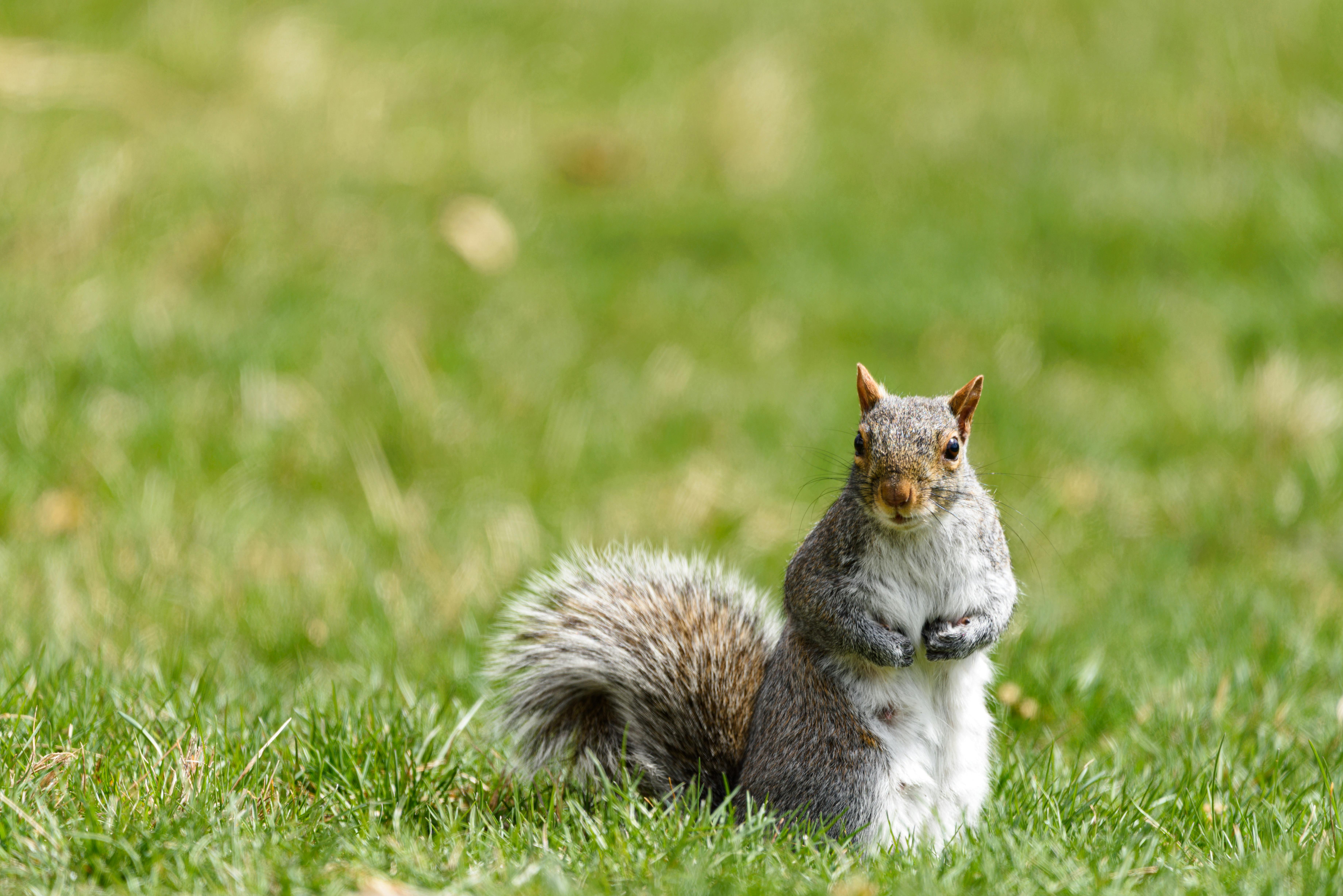 A curious gray squirrel in Pittsburgh park, showcasing its fluffy tail on a sunny day.