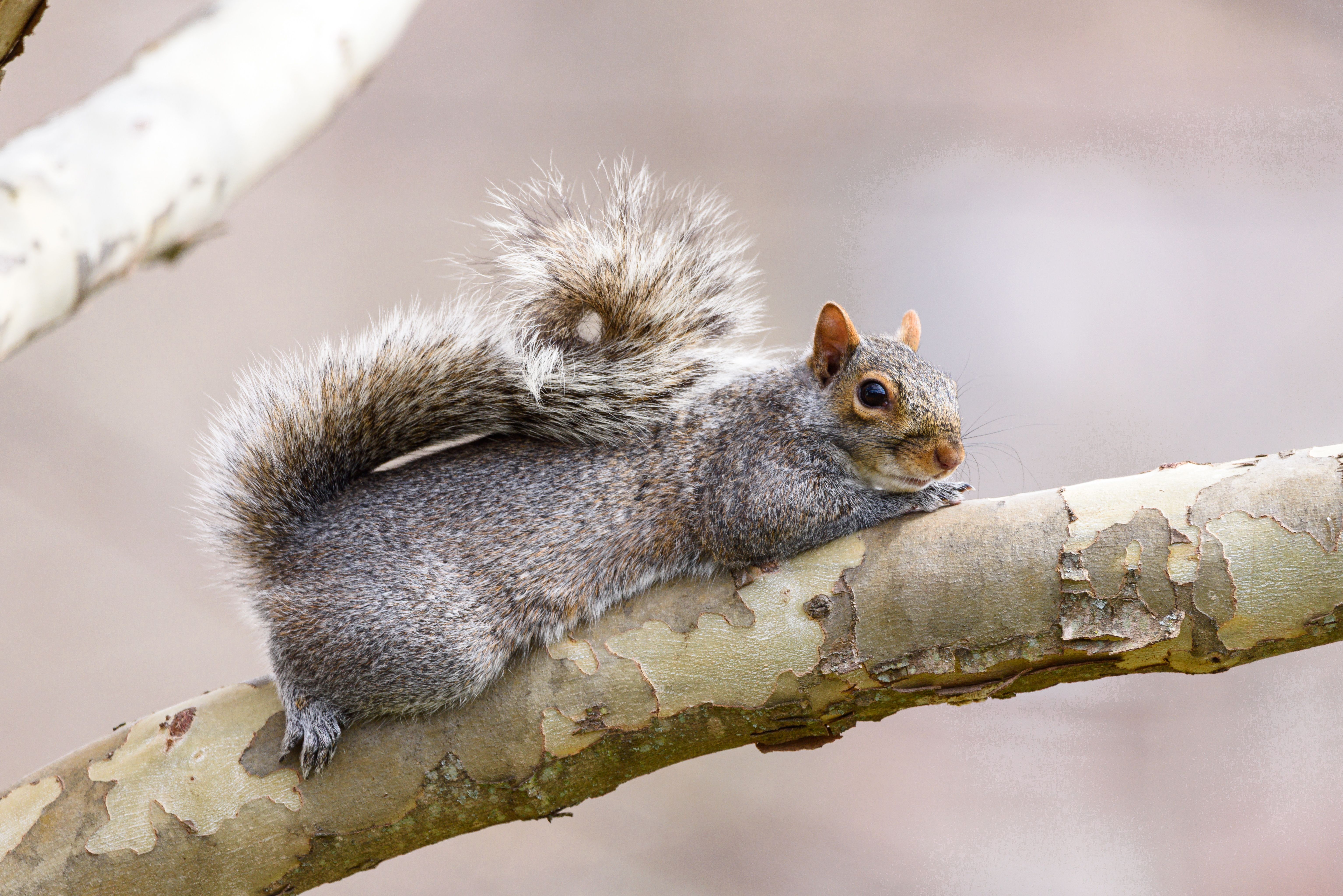 Gray Squirrel Resting on Tree Branch in Nature · Free Stock Photo