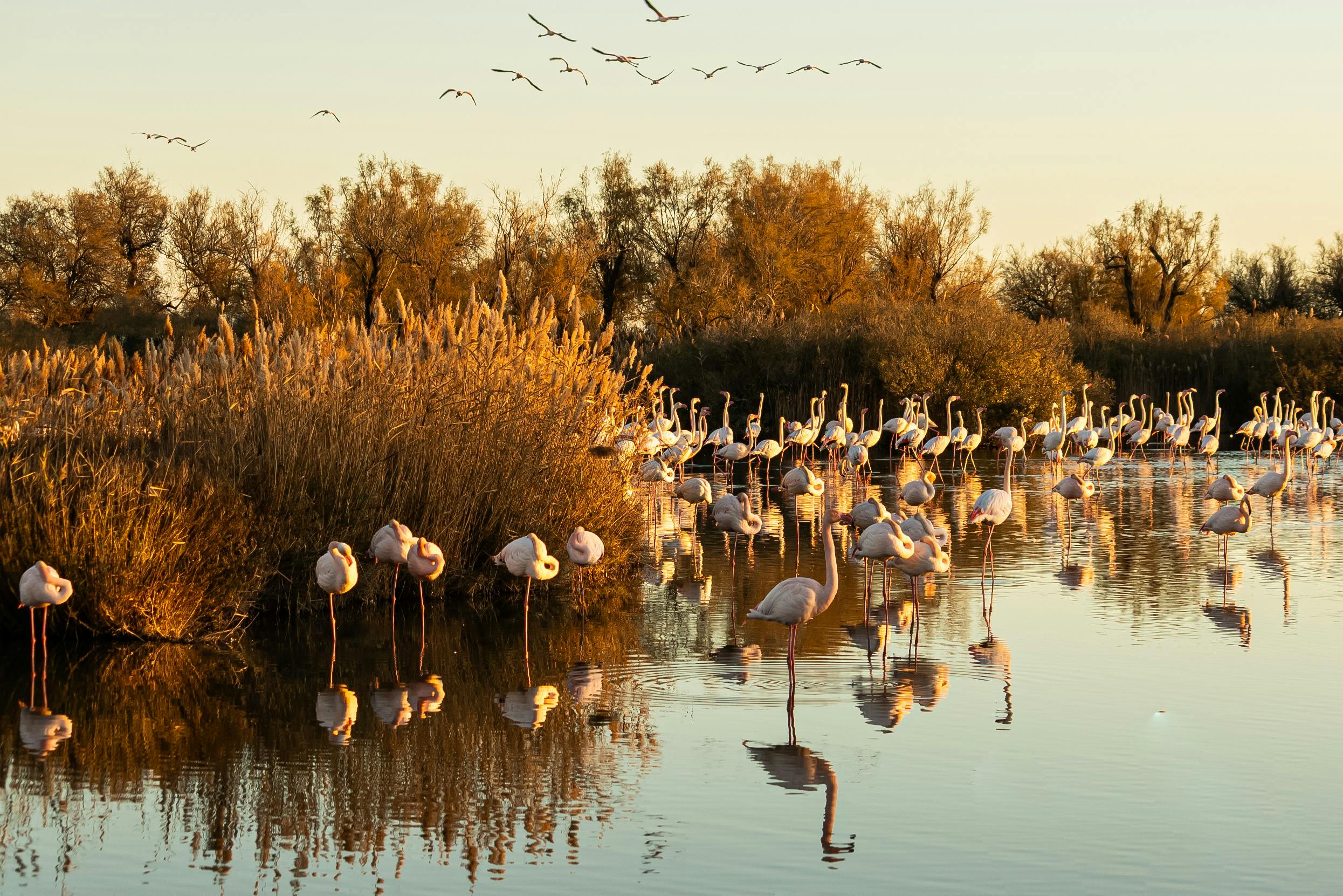 Camargue Landscape With Wild Horses And Flamingos