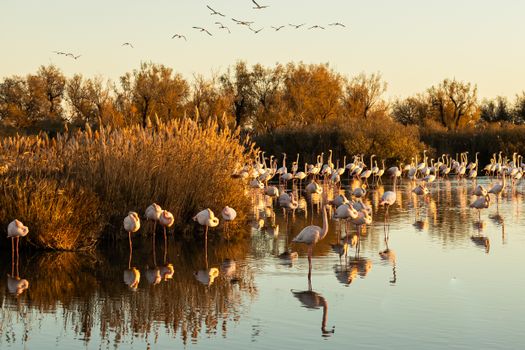 Majestic flamingos wading in the Camargue marshes at sunset, showcasing natural beauty and biodiversity.