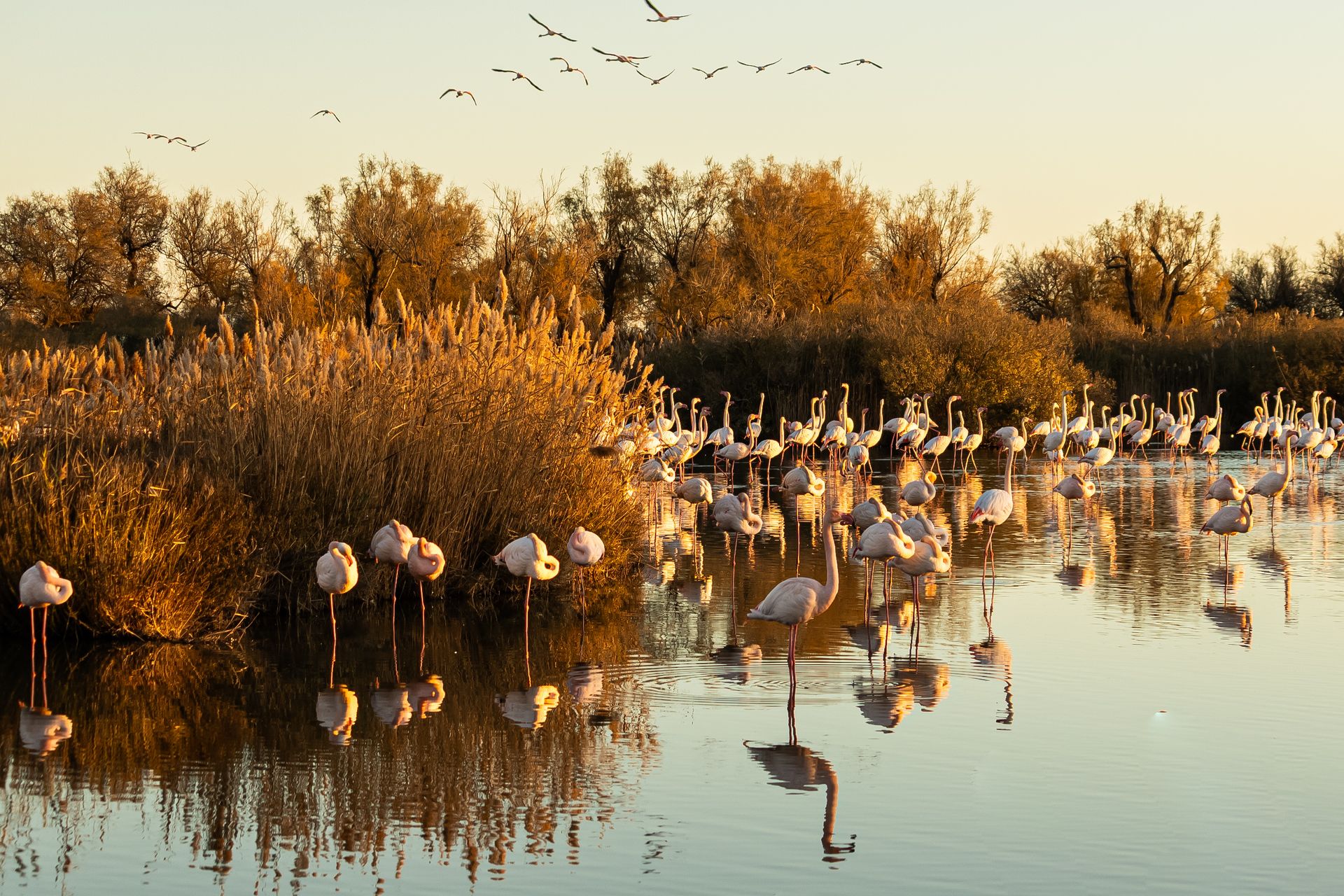 Majestic flamingos wading in the Camargue marshes at sunset, showcasing natural beauty and biodiversity.