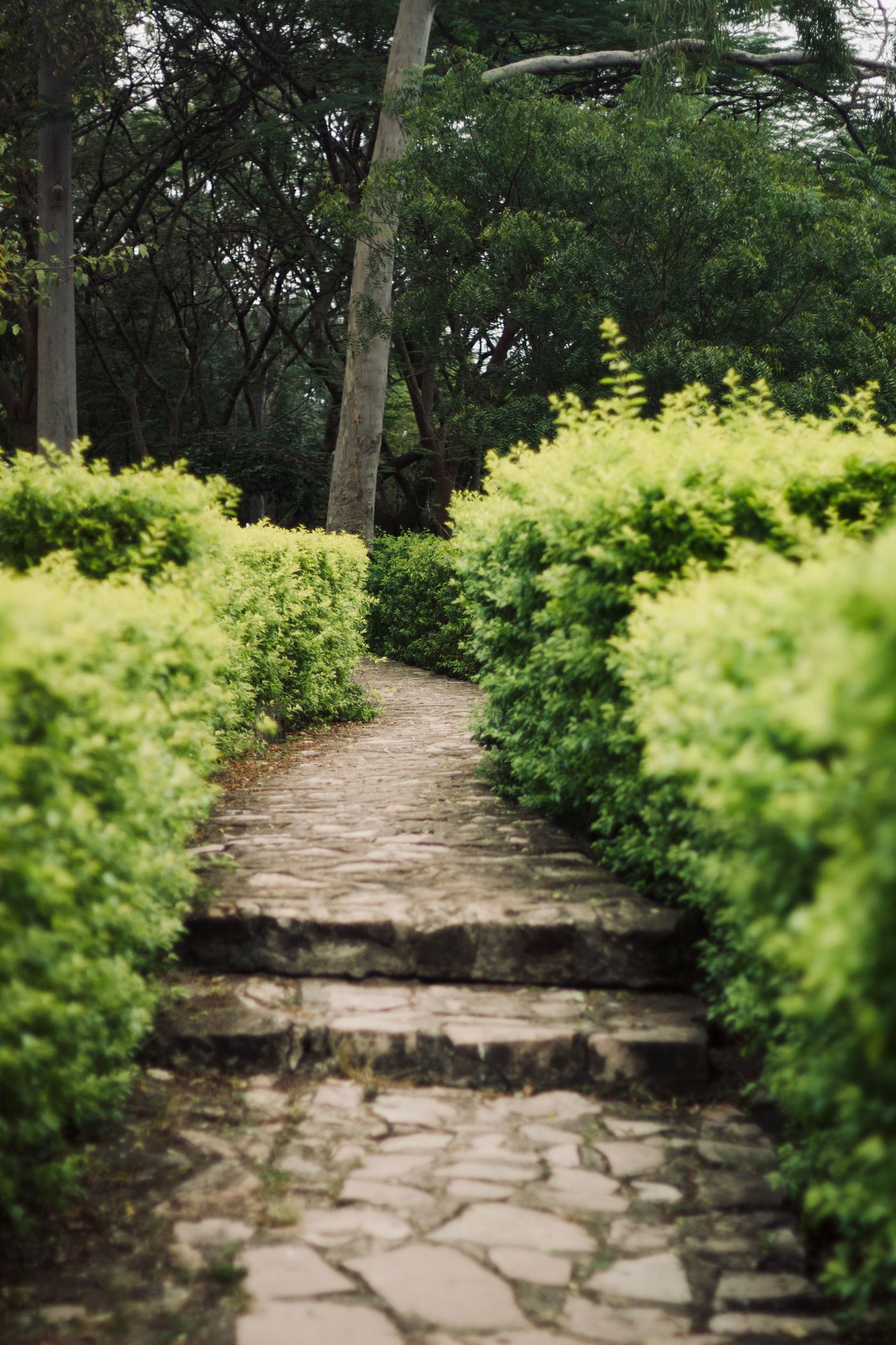 After: manicured stone pathway through vibrant green garden