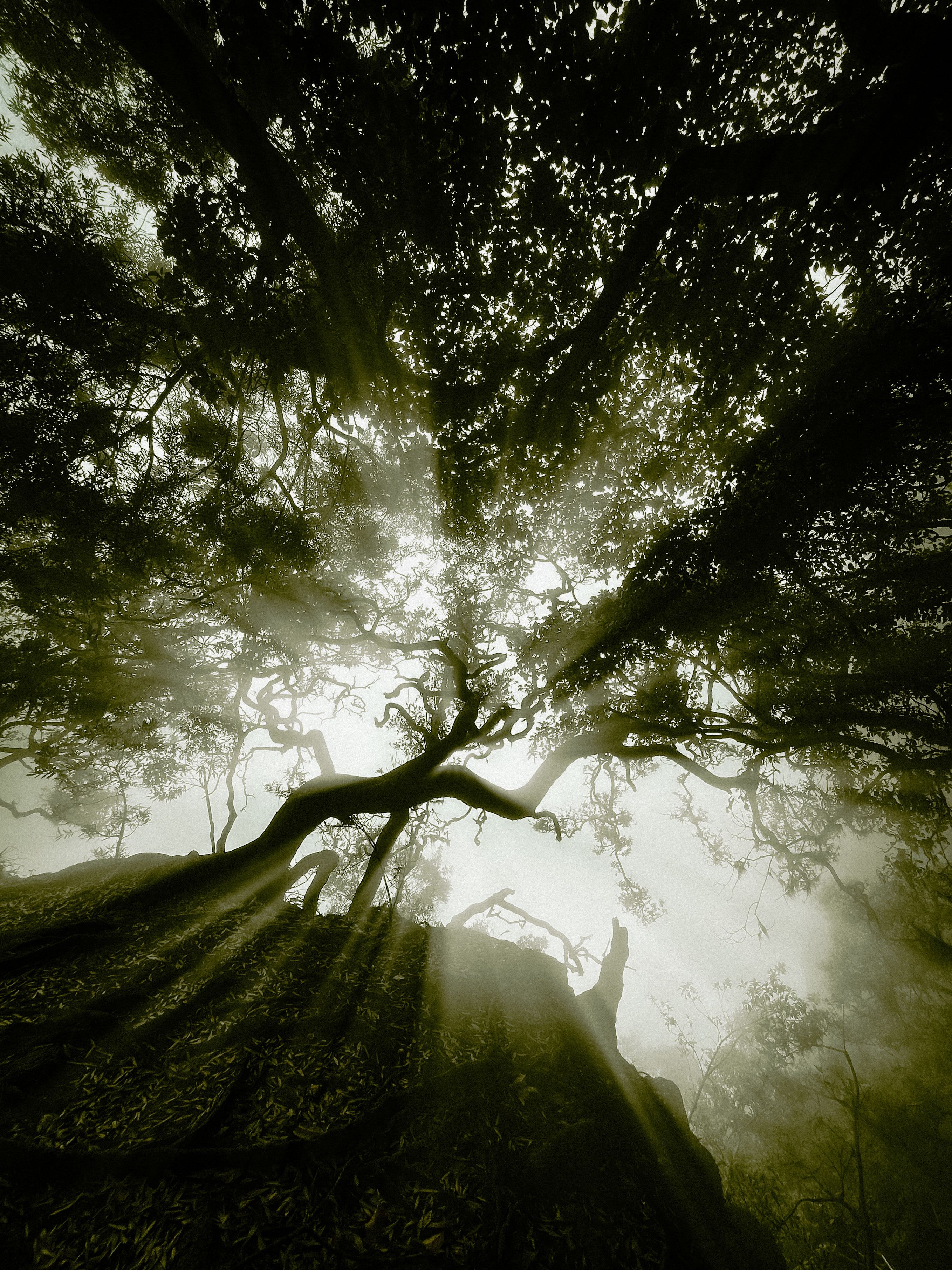 Majestic Tree Canopy with Sun Rays in Forest · Free Stock Photo