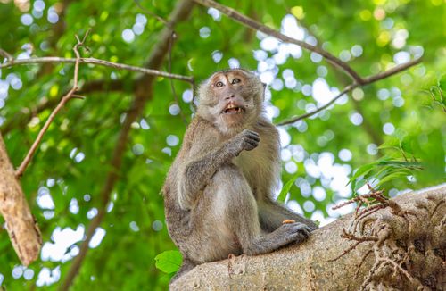 Free A crab-eating macaque perched on a tree branch in a lush green forest setting. Stock Photo