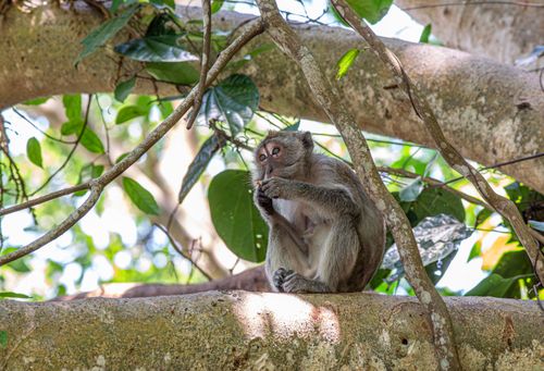 Free A crab-eating macaque calmly sits on a tree branch amidst lush greenery. Stock Photo