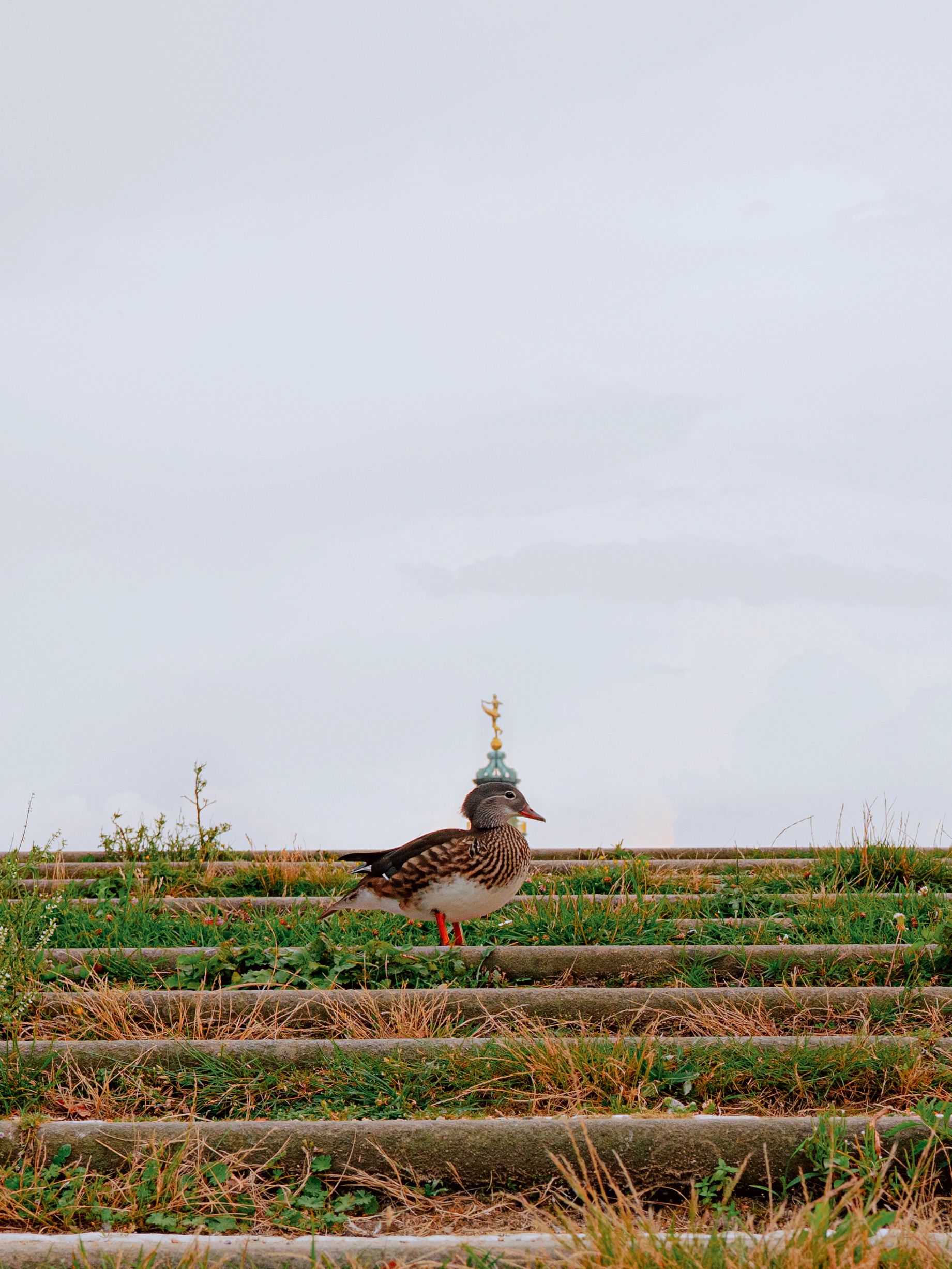 A duck standing on grassy steps with the Berlin Cathedral dome in the background.