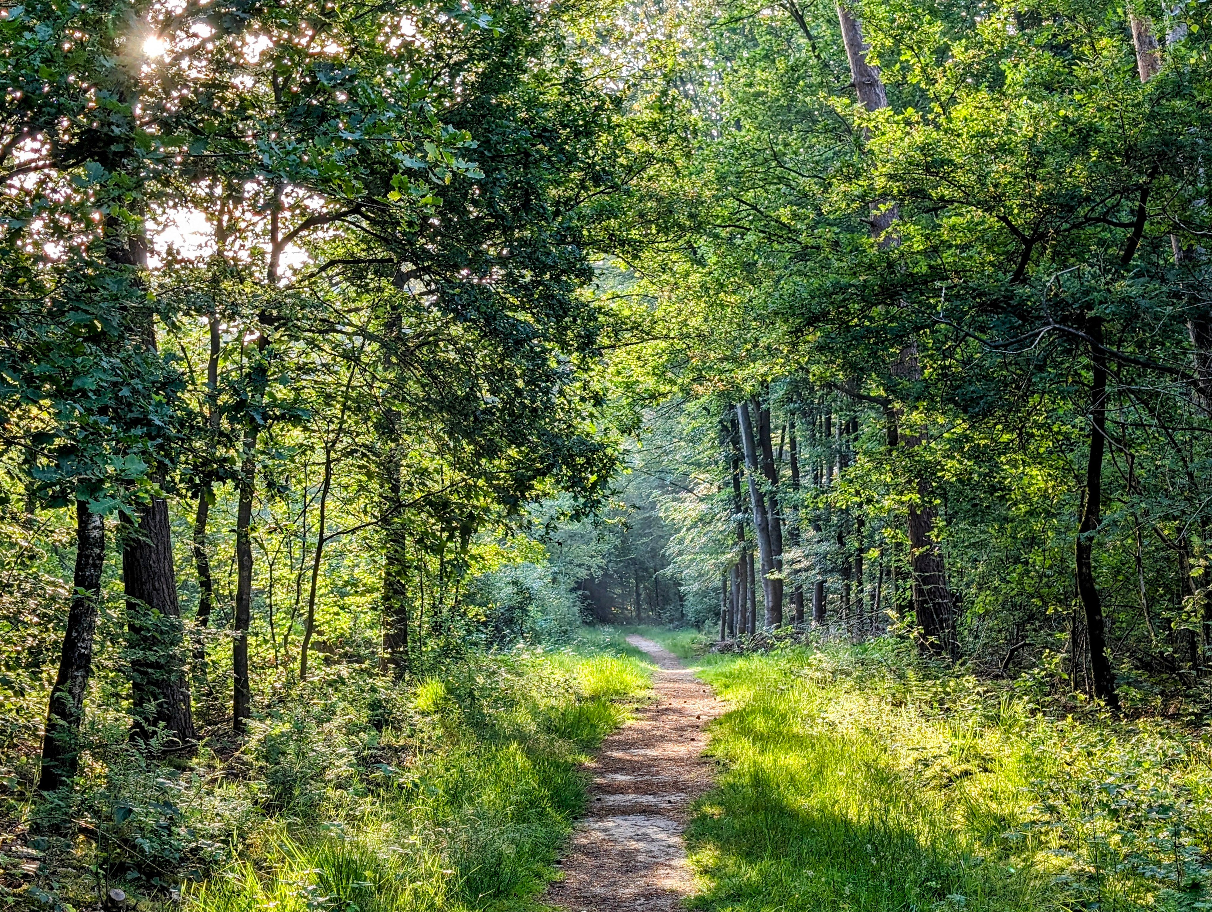 Kralingse Bos