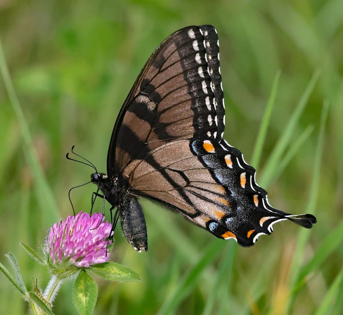 Flutter Entertainment CFO disposes of $69,479 in shares to cover tax liability