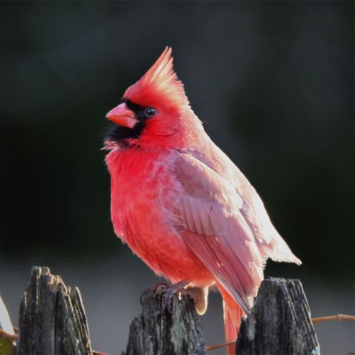 Free Bright red male Northern Cardinal perched on a fence in Darien, Connecticut. Stock Photo