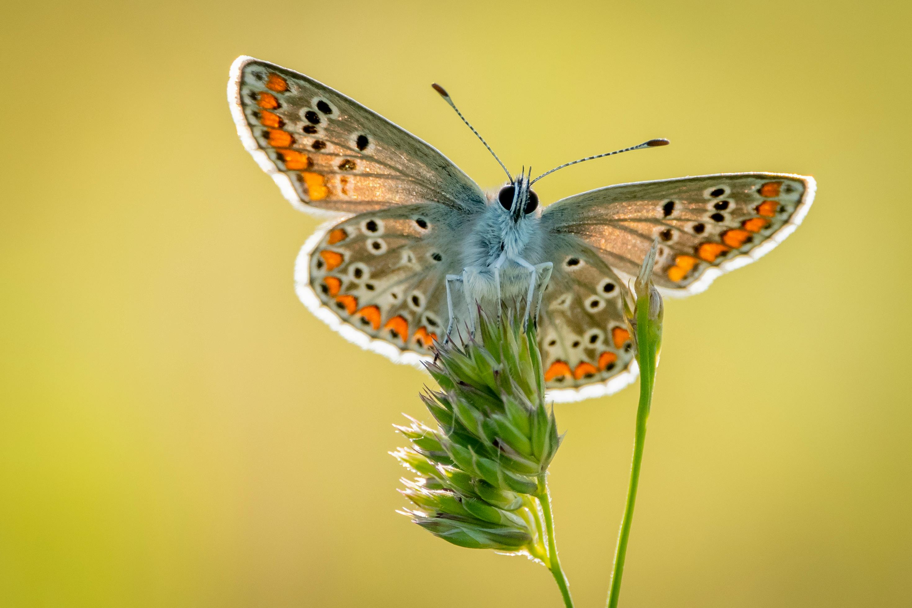 Close-up of a blue butterfly perched on a wildflower with a soft-focus background, evoking serenity.