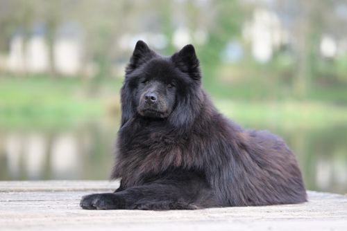 Free A fluffy black dog lies relaxed on a wooden platform near water, exhibiting serene calmness. Stock Photo