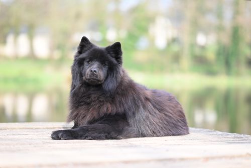 Free A fluffy black Chow Chow dog relaxing on a wooden pier by a blurred lake during the day. Stock Photo