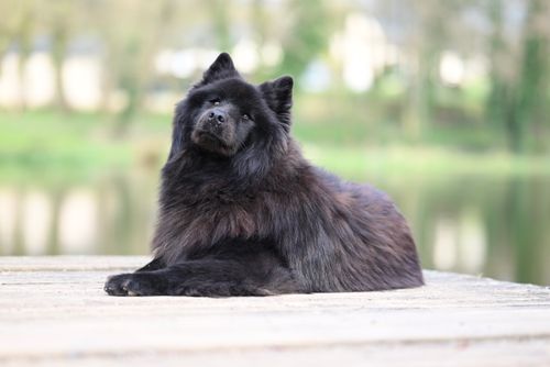 Free A cute black Chow Chow dog relaxes on a wooden deck in a serene outdoor setting. Stock Photo