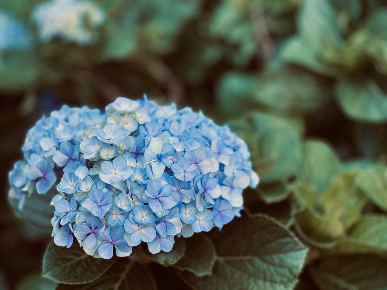 beautiful blue hydrangea flower with vibrant leaves in the garden