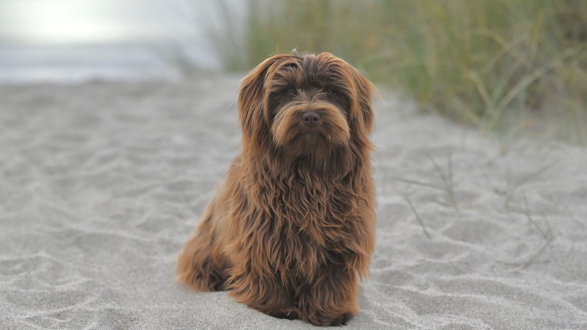Havanese Haircuts: 8 Styles, Coat Care & Groomer Guide