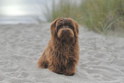 Bichon havanais – hundras