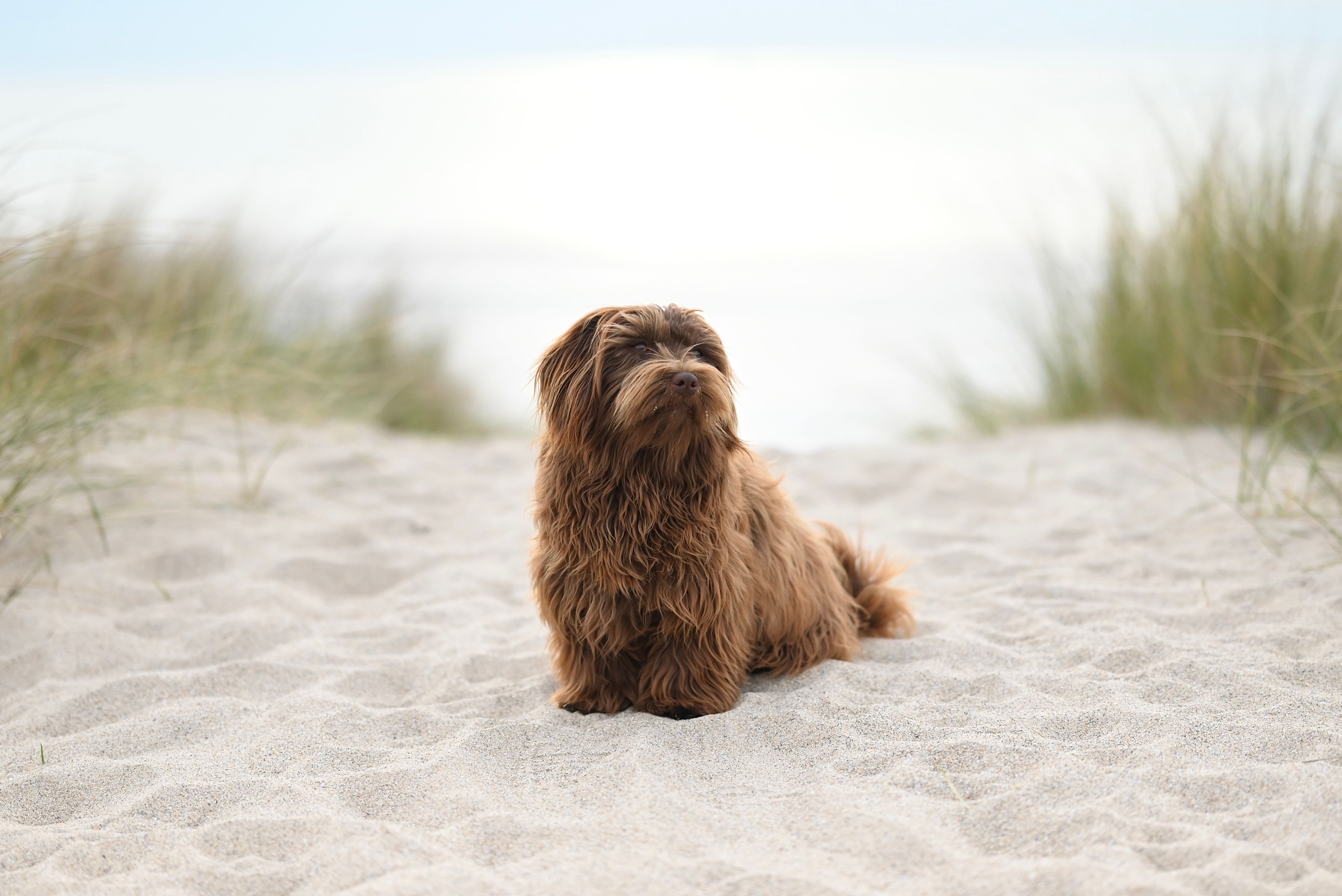 Havanese