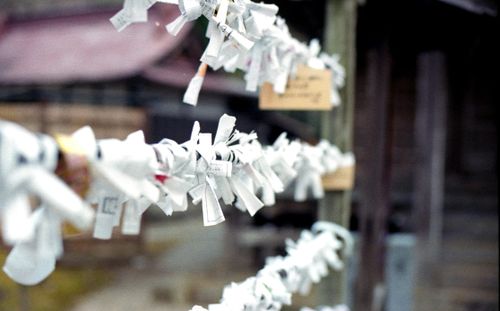 Free Omikuji papers tied on strings at a Japanese temple in Hiraizumi, Japan, symbolizing prayers and wishes. Stock Photo