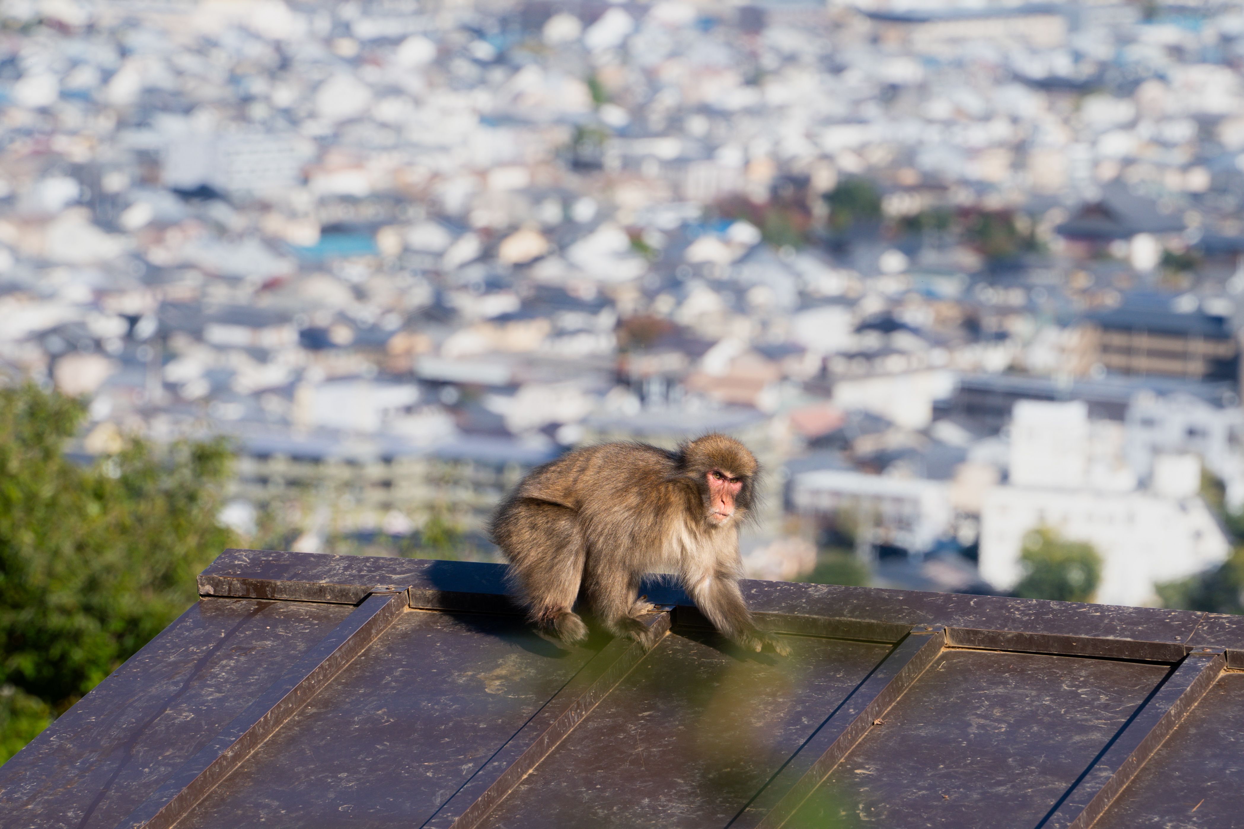 Iwatayama Monkey Park — Arashiyama's Panoramic Secret