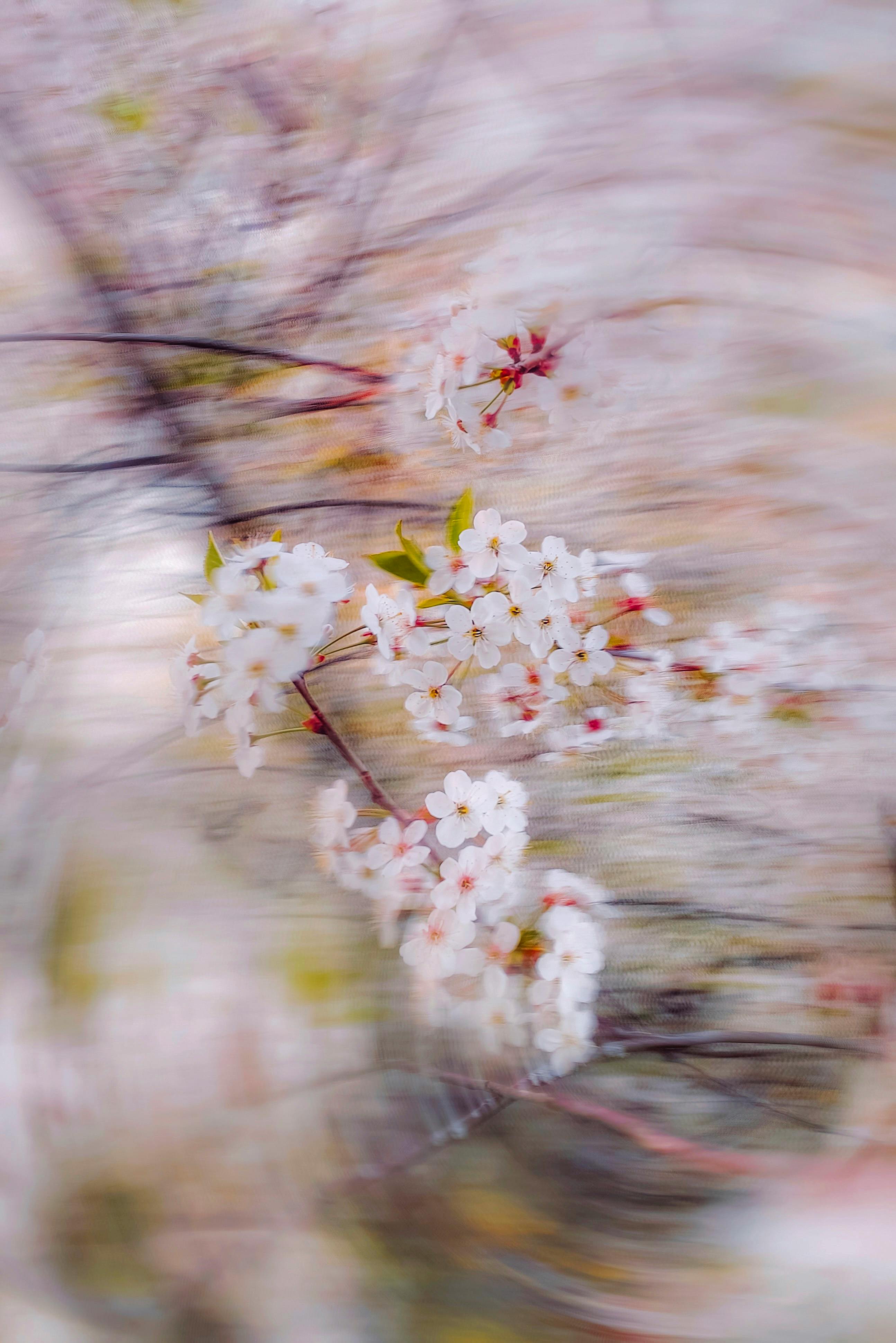 Abstract capture of cherry blossom branches with a dreamy, blurred effect, embodying the spirit of spring.