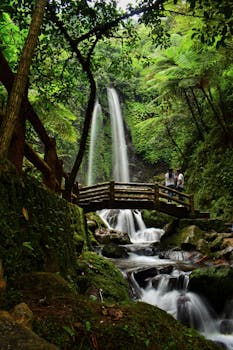 郁郁葱葱的绿色森林中，一座质朴的木桥横跨在宁静的瀑布旁