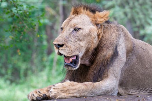 Close-up of a majestic lion resting in a natural forest setting.