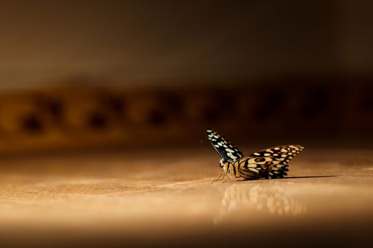 A butterfly rests gracefully indoors, captured in mellow lighting in Tamil Nadu, India.